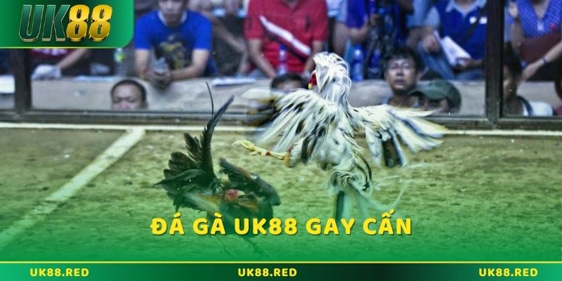 Home Đá gà trực tuyến tại UK88 là một lựa chọn không thể bỏ qua